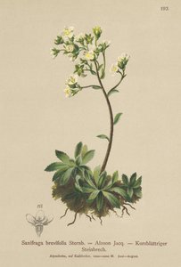 White Mountain Saxifrage