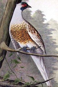 White Pheasant by German School