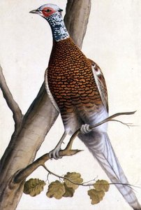 White Pheasant by German School