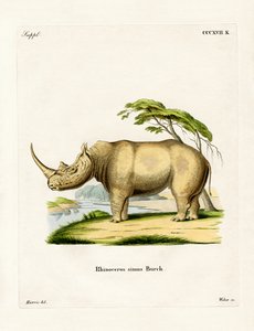 White Rhinoceros