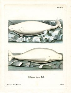 White Whale by German School