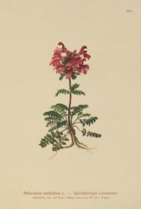 Whorled Lousewort by German School