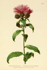 Wig Knapweed by German School