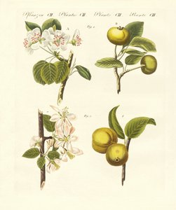 Wild kinds of fruits by German School