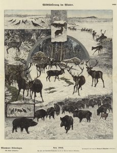 Wildlife Feeding in Winter