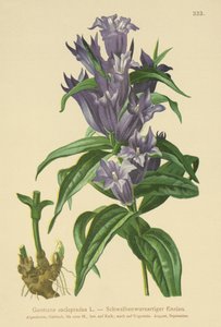 Willow Gentian