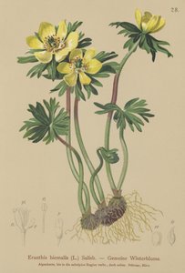 Winter Aconite