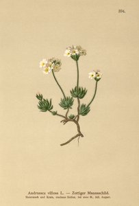 Woolly Rock Jasmine by German School