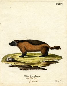 Wolverine