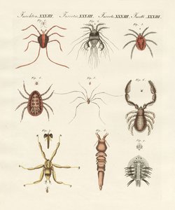 Wonderful insects