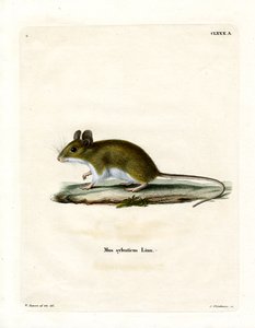 Wood Mouse by German School