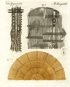 Wood Anatomy