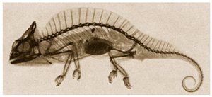 X Ray of a Chameleon