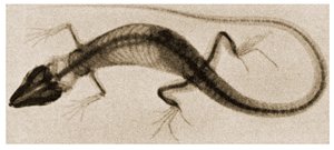 X Ray of a Lizard