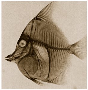 X Ray of a Fish by German School