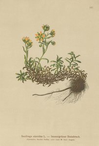 Yellow Mountain Saxifrage