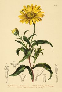 Yellow Ox-eye