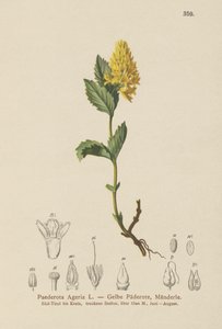 Yellow Paederota by German School