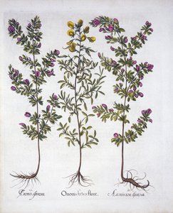 Yellow Rest-Harrow, Pink Rest-Harrow and Pink Thorny Rest-Harrow, from Hortus Eystettensis, by Basil Besler, pub. 1613 (hand-coloured engraving) by German School
