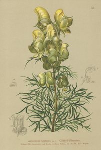 Yellow Monkshood