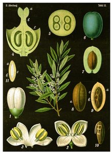 Olive by German School