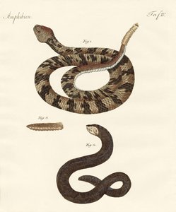 Snake