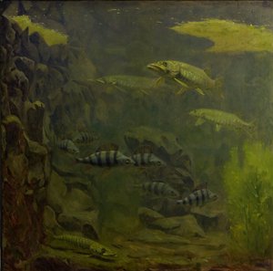 Pike and Perch in an Aquarium