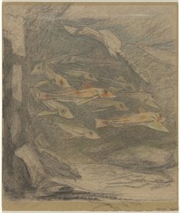 School of Poneys and a Ray