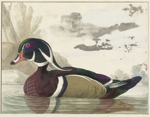Carolina Duck by Gerrit van den Heuvel