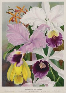 Laelias and Cattleyas by Gertrude Hamilton