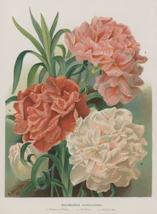 Malmaison Carnations by Gertrude Hamilton