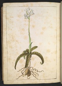 A plant with white petals, from "Paintings of Flora of the Roman States" by Gherardo Cibo by Gherardo Cibo