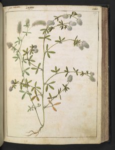 A plant with white flowers, from Paintings of Flora of the Roman States by Gherardo Cibo by Gherardo Cibo