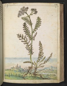 Achillea millefolium: A tall fern type plant with white flowers, from 