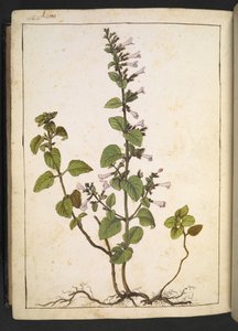Acinos, Clinopodium, from 