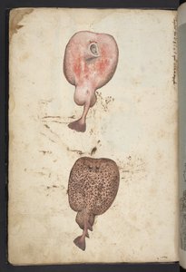 Paintings of flora of the Roman States, c.1564-84 by Gherardo Cibo