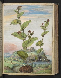 Aristolochia Rotunda: A Fruit Bearing Plant, from 