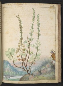 Artemisia abrotanum (southernwood), from 
