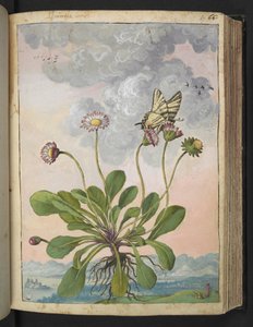 Bellis perennis, from Paintings of Flora of the Roman States by Gherardo Cibo by Gherardo Cibo