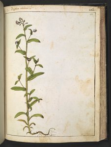 Buglossa, Anchusa azurea (Loddon Royalist), from 