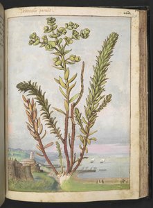 Euphorbia paralias, from 
