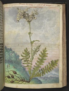 Filipendula Vulgari, from 