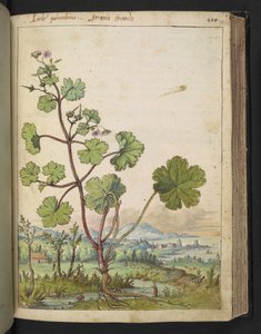 Geranium rotundifolium: A plant with pink flowers, from 