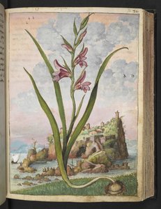 Gladiolus Italicus, from "Paintings of Flora of the Roman States" by Gherardo Cibo