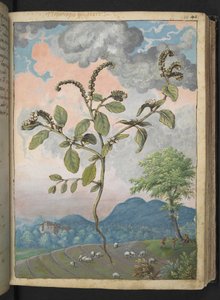 Heliotropium europeanum, from Paintings of Flora of the Roman States by Gherardo Cibo