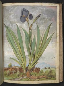 Iris germanica, from 