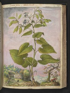 Lunaria redivivia, from 