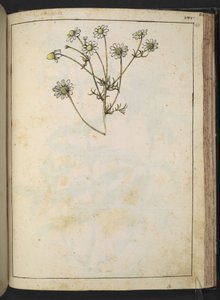 Matricaria chamomilla (Camomile), from "Paintings of Flora of the Roman States" by Gherardo Cibo by Gherardo Cibo