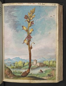 Orobanche gracilis, from "Paintings of Flora of the Roman States" by Gherardo Cibo