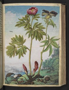 Paeonia officinalis, from 